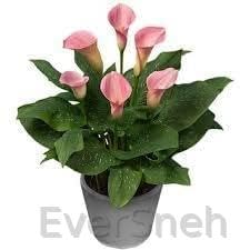 See full amazon price history chart for EverSneh Pink Peace Lily, Spathiphyllum Indoor Air Purify Plant 1 Healthy Live Plant With Mini Black Pot EverSneh Pink Peace Lily, Spathiphyllum Indoor Air Purify Plant 1 Healthy Live Plant With Mini Black Pot (B0CNLYC312) Amazon Price History, Amazon Price Tracker