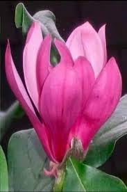 Pink Magnolia Flower Live plant (Swarna Chapa) it is a fragrant flowering plant (pack of 1).d-image-32