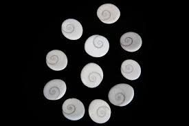 Maa Padma Farms Gomti Chakra Shell/Very Rare Gomti Chakra Shell for Vastu and Prosperity - Vrindavan (11)