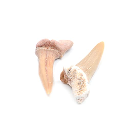 ANCLLO 5 Stück natürliche fossile Haifischzahn-Exemplare Natursteine für Bildung, Heimdekoration, Zähne, Fossilien, Kindergeschenk