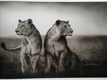 Amazon.co.jp: Nick Brandt A Shadow Falls ニック・ブラント : ホーム