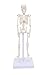 Anatomical Learning Micro Skeleton Model, (21cm Height) Anatomical Skeleton