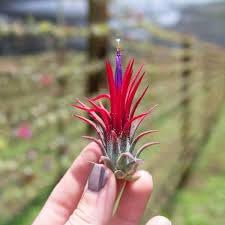 Tillandsia Ionantha Fuego Red Air Plant Compact Rosette | No Soil Required, Bright Indirect Light, Mist 2-3 Times Weekly, Terrarium Compatible, Fiery Red Leaves-picture-12