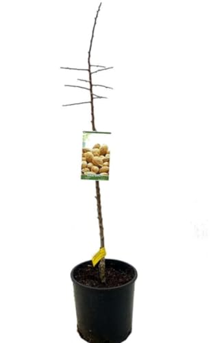 Planta frutal Almendro Marcona, Prunus Dulcis, 100 cm. Produce almendras de sabor dulce, textura suave y cáscara fina. Segura Garden.