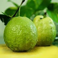 SVM SHOP Original Sweet Baruipur Guava, Air Layerd Live Plant, Amrud Rare Apple Guava Fruit After 1 Year