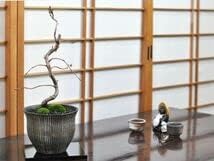 受け皿付き 盆栽 桜 豪華 盆景 情景を楽しむ初めてでも安心の育て方冊子と肥料付き ギフト 開店 お祝い 【イロハ】 退職