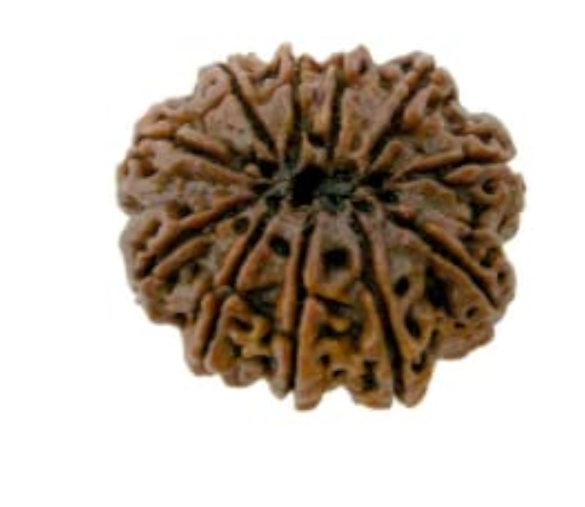 TRINETRA GEMS Brown Eleven Face Rudraksha, Certified Beads