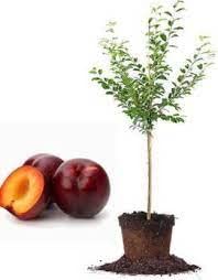 GenericUNIQUETREE - HYBRID ALOO BHUKHARA PLUM TREE HEALTHY PLANT WITH PLASTIC PAPER BAG