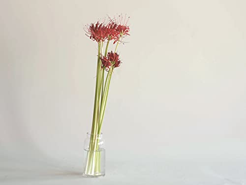 FOYER ԕr t[x[X KX  15.5 cm  7.5 cm  2600065