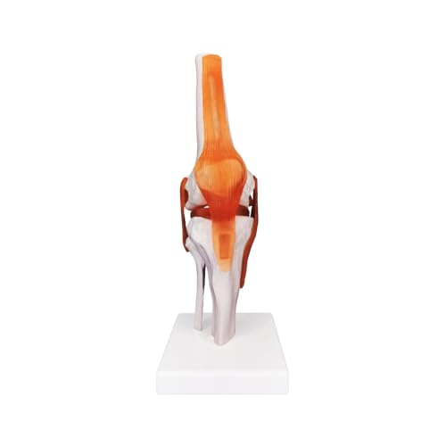 Image of Knee Joint Model, Human Knee Joint Model with Knee Ligaments, Life-Size Anatomical Knee Joint Flexible Bone Model, Ideal for Medical Learning and Teaching
