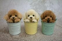Amazon.co.jp: NE-NE 羊毛フェルト 犬 トイプードル クリーム