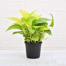 EverGreen Golden Money Plant-image-15