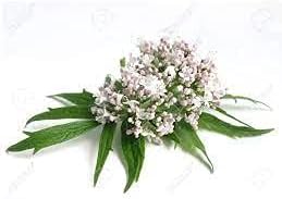 Premium Valerian Root Powder 4oz Valeriana officinalis The Bloomin Herb Shoppe Bulk Tea Tinctures - Image 6