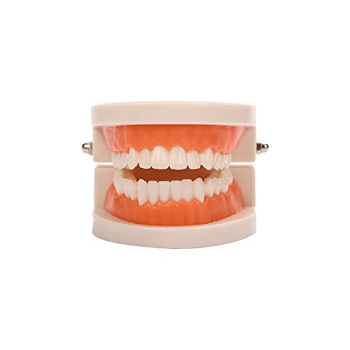 Modèle de dents standard, modèle de dentier orthodontique standard pour ...