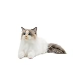 Plüschtier Katze Niedlich Deko Realistische Plüschkatze...