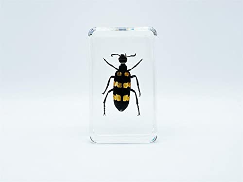 Image of Assorted Styles of Beetle and Insect Specimens, Clear Amber Resin Material Ideal for Kids' Science Education, Collecting, and Home Decoration 2.4″*1.4″*0.7″ (No.40)