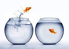 SHOBHANA ENTERPRISES Crystal Clear Glass Fish or Terrarium Round Bowl W/C (6 inch Set of 2 (B099QSKPBY) Amazon Price History, Amazon Price Tracker