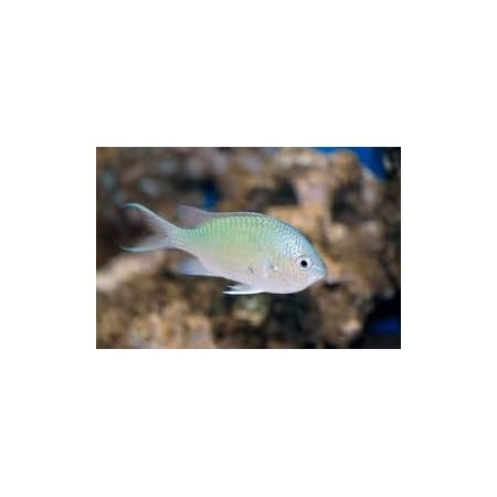Amazon 海水魚 観賞魚 スズメダイ デバスズメダイ サイズ 3cm 5匹 増子水景 熱帯魚 観賞魚 通販