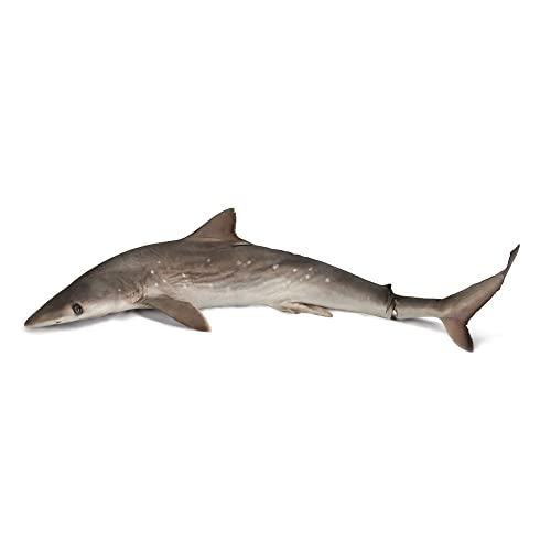 Formalin Atlantic Sharpnose Shark, 27