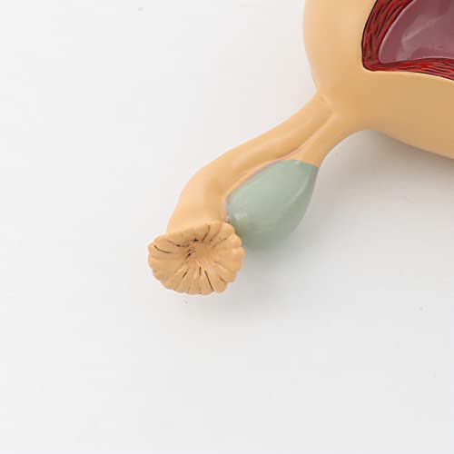 Modèle d'anatomie génitale féminine Modèle d'enseignement médical génito-urinaire de l'utérus