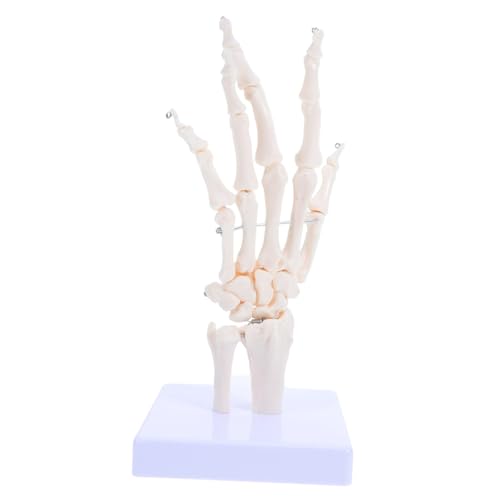 Modelo de esqueleto anatómico de mano articulada PRETYZOOM para estudio de anatomía de huesos