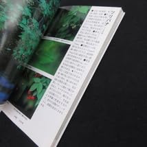釣り人のための渓流の樹木図鑑 釣り人のための渓流の樹木図鑑 | 菅原 光二 |本 | 通販 | Amazon
