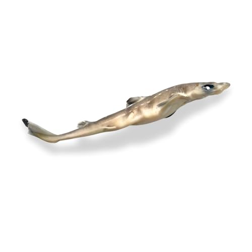 Image of Preserved Spiny Dogfish Shark (Squalus acanthias), 8-12 inch Authentic Formalin-Preserved Specimen for Dissection, Marine Biology Study, Anatomy Education, Science Classroom & Lab Learning
