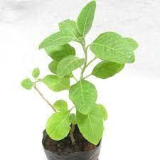 ASHWAGANDHA PLANT WITHANIA SOMNIFERA INDIAN GINSENG WINTER CHERRY ASGANDH AYURVEDIC PLANT (QTY -1nos) (B09RB8LS96) Amazon Price History, Amazon Price Tracker