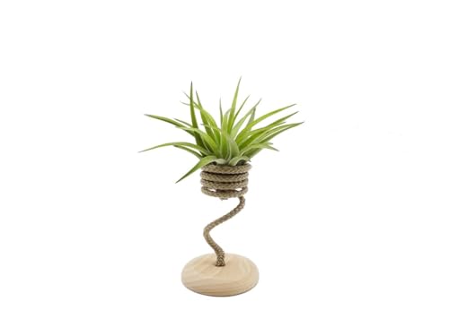 Tillandsia Velutina Viva con Rope Singolo – Air Plant Naturale da Interno | Pianta Aerea Senza Terra, Facile da Curare | Decorazione Green per Casa e Ufficio | Idea Regalo Originale