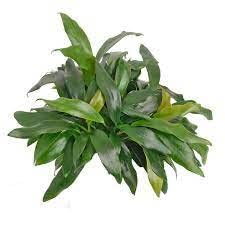 Maalavya Live Aquarium Aquatic Plant Anubias Dragon Claw Plant With Pot (B0C4H95FW5) Amazon Price History, Amazon Price Tracker