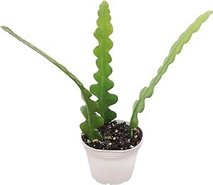 Amazon.com : Fishbone Cactus, Live Plant Specimen (2 inch) : Patio, Lawn &  Garden