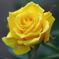 MITU Rose Flower Live Plant ' Yellow Climber ' Rose Flower Plant ...