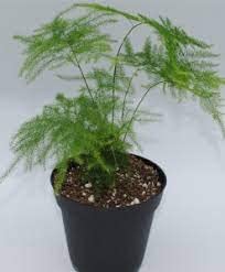 Artful Creature Shatavari/Sitavar Live Plant (B0C3P36BLT) Amazon Price History, Amazon Price Tracker
