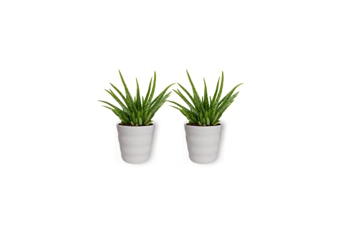 2er Set Zimmerpflanzen - Aloë Vera Clumb - Zimmerpflanze im weißen Übertopf - Höhe +/- 25cm inklusive Topf - 12cm Durchmesser (Topf) - Luftreinigend - 2 Stück Cover