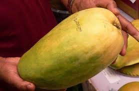 Exotica Orchids Grafted Live Plant Noorjahan Mango (B081QB8N1N) Amazon Price History, Amazon Price Tracker