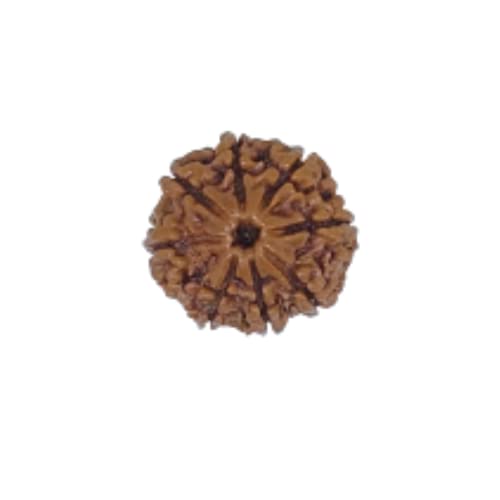 PUSHKARA NATURAL 8 MUKHI RUDRAKSHA CERTIFIED - NEPAL | BROWN | PJTL8M01 - ASTROLOGICAL BENEFITS - UNISEX PENDANTS - POSITIVE ENERGY FOR MEN & WOMEN