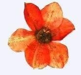 業務用 押し花　水仙花　オレンジ 大容量 300枚ドライフラワー デコ レジン 封印