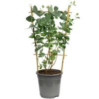 Eucalipto – Eucalyptus cinerea – Altura aprox. 60 cm, diámetro de la maceta 17 cm