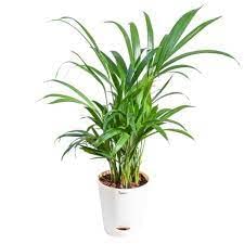 INDOOR PLANT DOTO ARECA