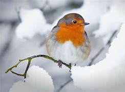 Calciworms Calci Worms For Birds Fish And Many More, Refil Bags (10 Litre)