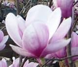 Magnolia Soulangeana | Tulip Tree | 10_Seeds: Seeds Only