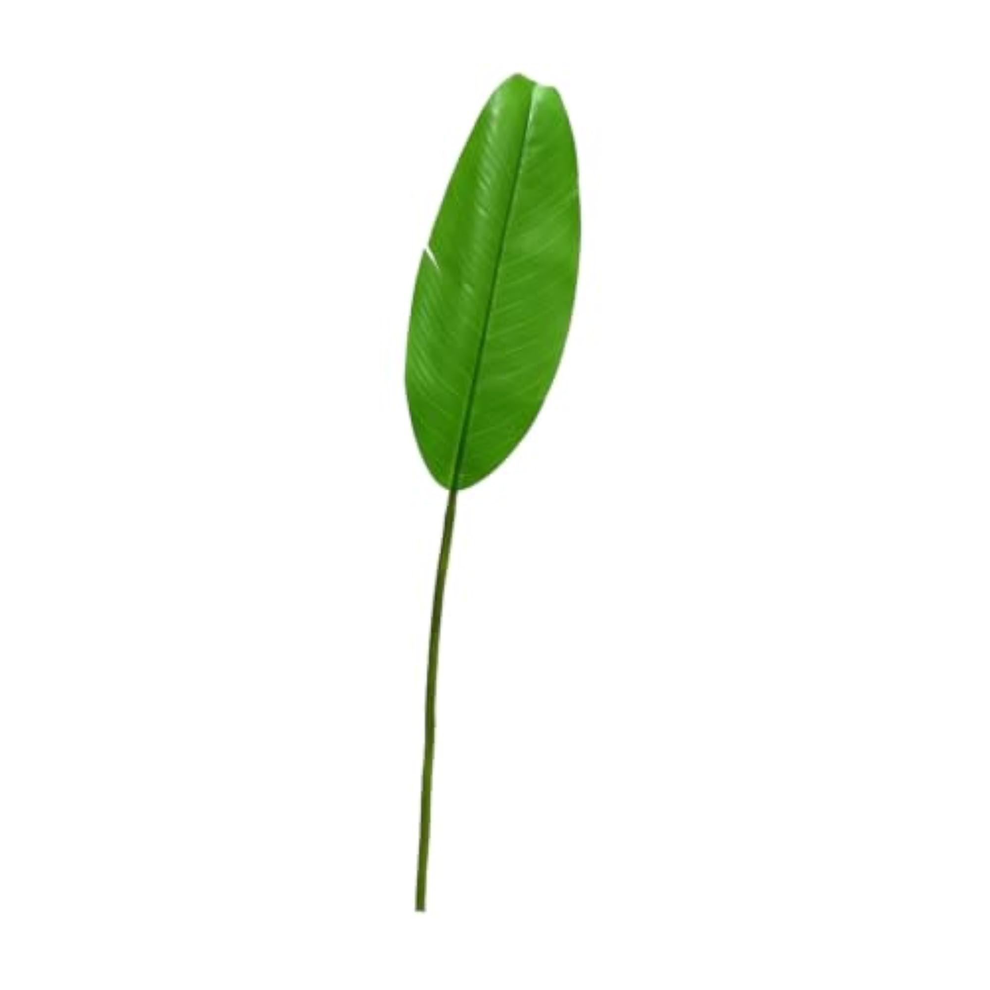Banana Leaf Stem, Green