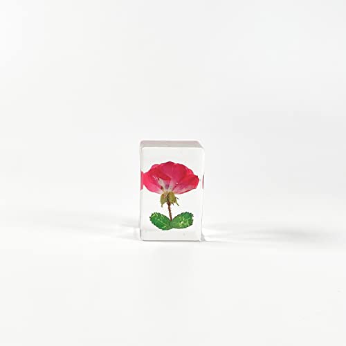 Ptgmh 6 Pcs Pressed Flowers Paperweights Real Dried Flowers Wheat Specimens Resin Paperweights Home & Office Desktop Decor Educational Kit (Colorful B) #TOP4