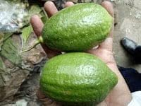 Image of Gandharaj Lemon(All Time) Nimboo Live Plant (Air Layered /Guti Kolom) Very Big Size inchSpecial Variety inch(Fruit After 6 Month)
