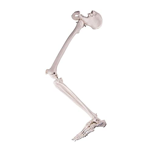 Human Leg Skeleton Bundle with All Leg Bones, Removable Hip Joint and Fully Articulated Foot, Scientific Human Leg Skeleton Bundle, Lower Limb Skeleton Model