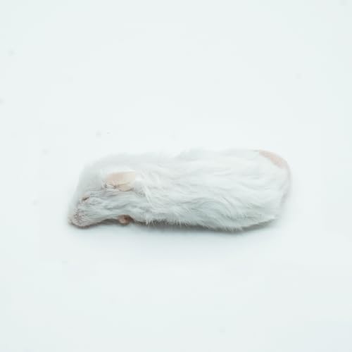 冷凍マウス ファジーマウス M(9?11g)×10匹 爬虫類・猛禽類 餌 ヘビ ボールパイソン コーンスネーク フクロウ 冷凍餌【yaneurat】