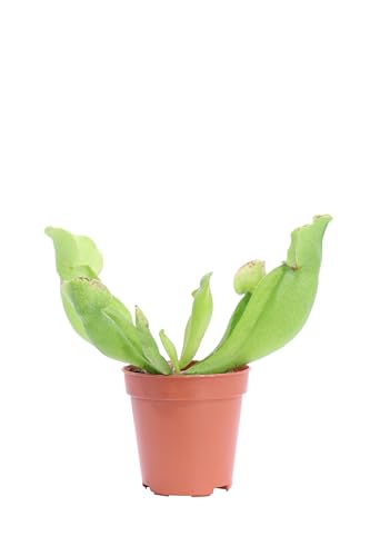 La Sarracenia Purpurea è una pianta carnivora originaria del Nord America appartenente alla famiglia delle Sarraceniaceae. Si tratta di pianta perenne in grado di svilupparsi sino ad 1 metro di altezza; si presenta con fusti a forma di imbuto di colore verde chiaro con venature di tonalità porpora, capaci di attirare piccoli insetti.