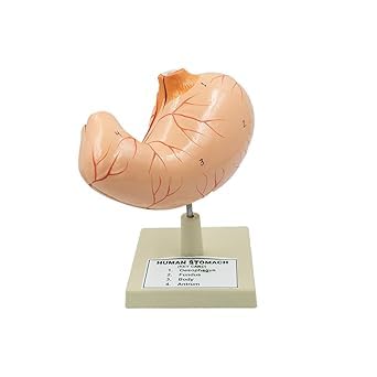Make Gold-Human Anatomy Stomach Model Solution Structure School & Colleges (B0D1LQM6H2) Amazon Price History, Amazon Price Tracker