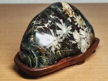 Amazon.co.jp: 白菊562g 菊花石 菊紋石 小菊石 花紋石 原石 鑑賞石