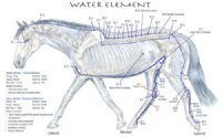 Equine 5 Element Meridian Chart Set of 4 Horse (Lake Forest Anatomicals Vet Models)|Lake Forest Anatomicals Vet Models